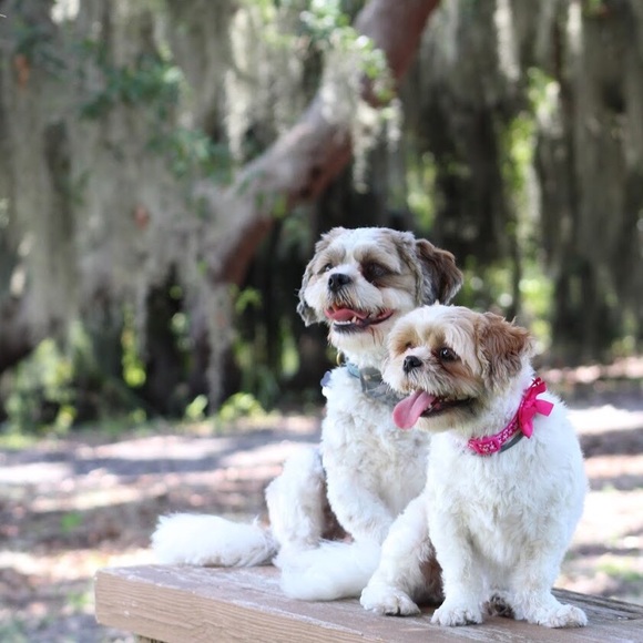 Meet your Posher, Lavandula - Picture 2 of 10